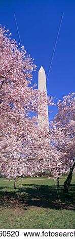 Cherry blossoms and Washington Monument, Washington DC View Large Photo Image Stock Image - Cherry blossoms and Washington Monument, Washington DC. Fotosearch