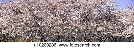 Cherry Blossoms blooming in Springtime View Large Photo Image Stock Photograph - Cherry Blossoms blooming in Springtime. Fotosearch