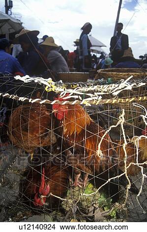 Picture - Chickens for sale at Bei Marketplace. Fotosearch