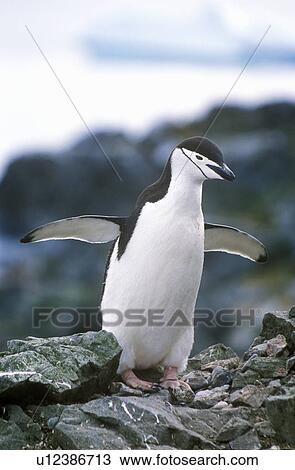 Stock Image - Chinstrap penguin. Fotosearch