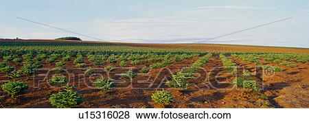 Stock Photo - Christmas tree farm. Fotosearch