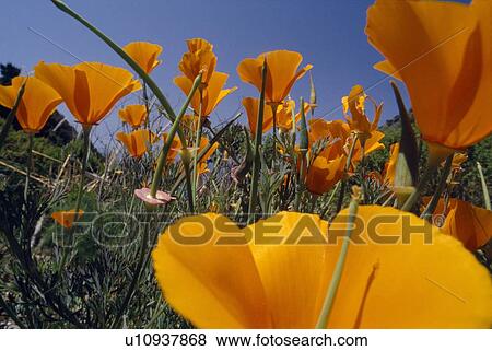 Stock Photo - Close-up of California poppies blooming in springtime. Fotosearch