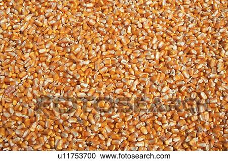 Stock Image - Close-up of corn kernels. Fotosearch