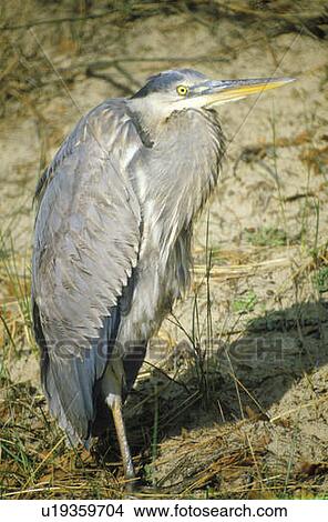 Picture - Close-up of Heron, Assateague National Wildlife Refuge. Fotosearch