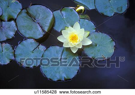 Close up of Lily pads View Large Photo Image Stock Photo - Close up of Lily pads. Fotosearch