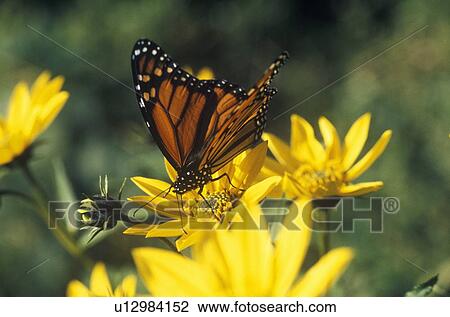 Close-up of Monarch Butterfly View Large Photo Image Stock Image - Close-up of Monarch Butterfly. Fotosearch