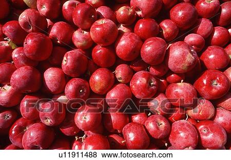 Close-up of picked apples View Large Photo Image Stock Photo - Close-up of picked apples. Fotosearch