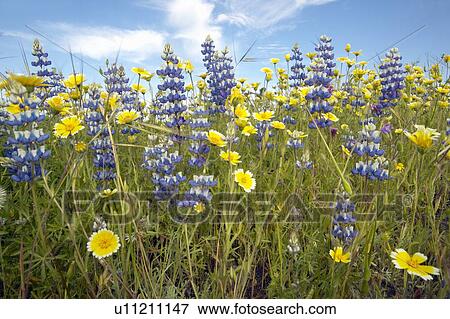 Close-up of purple lupine and a colorful bouquet of spring flowers View Large Photo Image Stock Photo - Close-up of purple lupine and a colorful bouquet of spring flowers. Fotosearch