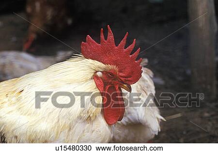 Close-up of rooster View Large Photo Image Stock Image - Close-up of rooster. Fotosearch