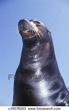 Close-up of Sea Lion View Large Photo Image Stock Image - Close-up of Sea Lion. Fotosearch