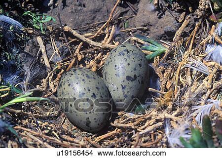 Picture - Close-up of Seagull nest with eggs. Fotosearch