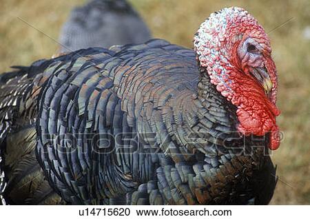 Stock Image - Close-up of Wild Turkey Rooster. Fotosearch