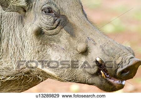 Closeup of face of warthog View Large Photo Image Stock Photo - Closeup of face of warthog. Fotosearch