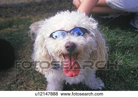 Cockapoo wearing sunglasses View Large Photo Image Stock Photo - Cockapoo wearing sunglasses. Fotosearch