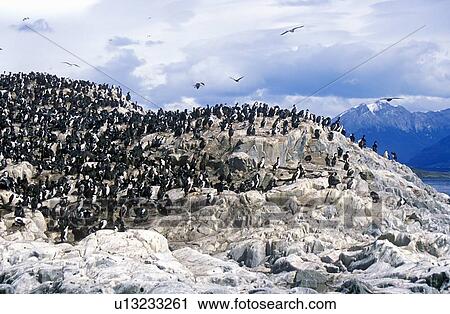 Cormorants on rocks View Large Photo Image Stock Image - Cormorants on rocks. Fotosearch