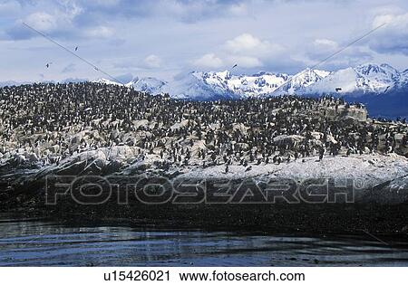Stock Image - Cormorants on rocks. Fotosearch