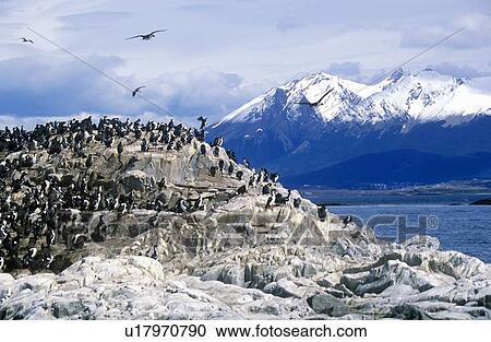 Cormorants on rocks View Large Photo Image Stock Image - Cormorants on rocks. Fotosearch