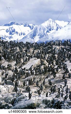 Stock Photography - Cormorants on rocks. Fotosearch