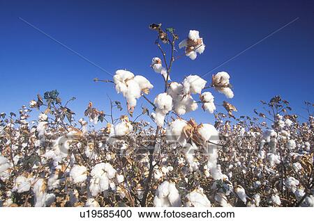 Cotton field View Large Photo Image Stock Image - Cotton field. Fotosearch
