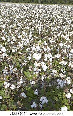 Cotton fields View Large Photo Image Picture - Cotton fields. Fotosearch