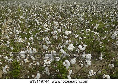 Cotton fields View Large Photo Image Picture - Cotton fields. Fotosearch