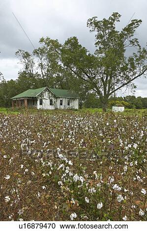 Stock Image - Cotton fields. Fotosearch