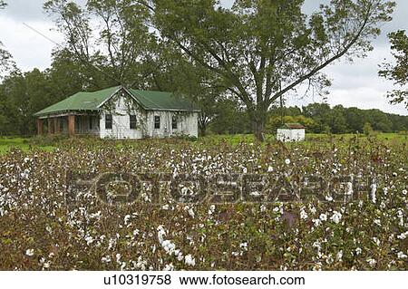 Cotton fields View Large Photo Image Stock Photo - Cotton fields. Fotosearch
