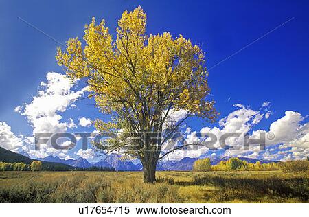 Cottonwood tree in fall colors, Grand Teton National Park, Jackson, WY View Large Photo Image Stock Photography - Cottonwood tree in fall colors, Grand Teton National Park, Jackson, WY. Fotosearch