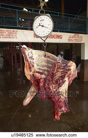 Stock Photography - Cow carcass on scale. Fotosearch