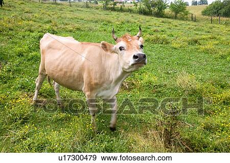 Stock Photo - Cow. Fotosearch