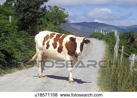 Cow stopped in the middle of the road in Cork, Ireland View Large Photo Image Stock Photo - Cow stopped in the middle of the road in Cork, Ireland. Fotosearch