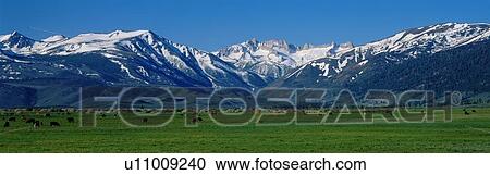 Stock Image - Cows grazing near the Sierra Mountains in spring. Fotosearch
