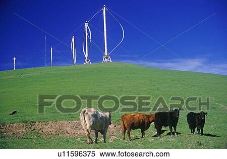 Cows in front of wind turbines at Altamont Pass, CA View Large Photo Image Stock Photography - Cows in front of wind turbines at Altamont Pass, CA. Fotosearch