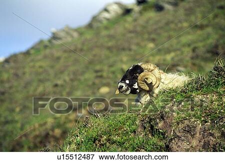 Stock Photo - Curly horned sheep. Fotosearch