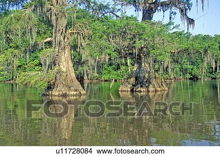 Cypress Trees in the Bayou, Lake Fausse Pointe State Park, Louisiana View Large Photo Image Picture - Cypress Trees in the Bayou, Lake Fausse Pointe State Park, Louisiana. Fotosearch