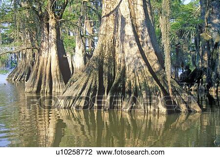 Cypress Trees in the Bayou, Lake Fausse Pointe State Park, Louisiana View Large Photo Image Stock Image - Cypress Trees in the Bayou, Lake Fausse Pointe State Park, Louisiana. Fotosearch