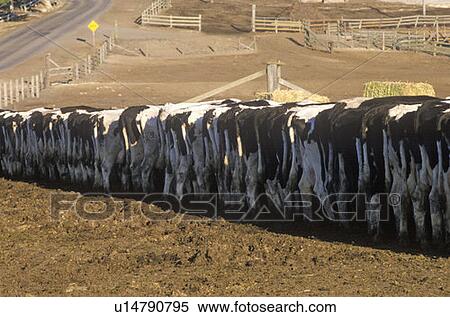 Stock Photography - Dairy farm at feeding time. Fotosearch