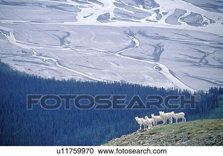 Dall sheep in St. Elias National Park, Wrangell, Alaska View Large Photo Image Stock Image - Dall sheep in St. Elias National Park, Wrangell, Alaska . Fotosearch