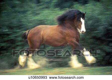 Stock Image - Dancing Clydesdale horse. Fotosearch