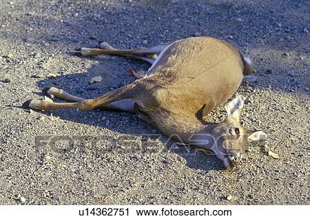 Dead Male Deer View Large Photo Image Stock Image - Dead Male Deer. Fotosearch