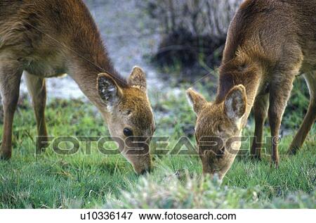 Stock Photo - Deer grazing in morning. Fotosearch