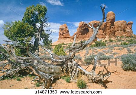Desert landscape, Arches National Park, Utah View Large Photo Image Stock Image - Desert landscape, Arches National Park, Utah. Fotosearch