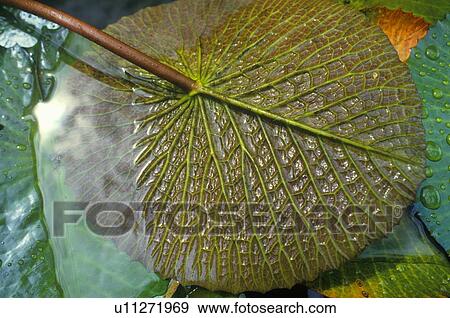 Stock Photo - Detail of bottom of lily pad. Fotosearch