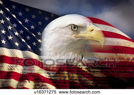 Digital composite: American bald eagle and flag is underlaid with the handwriting of the US Constitution View Large Photo Image Stock Photography - Digital composite: American bald eagle and flag is underlaid with the handwriting of the US Constitution. Fotosearch