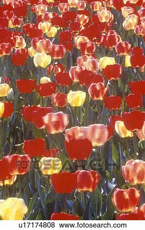 Stock Photo - Digitized image of tulips in bloom. Fotosearch