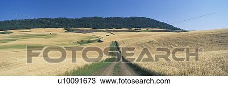Stock Image - Dirt road through wheat field, Kamiak Butte, S. E. Washington. Fotosearch