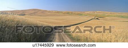 Stock Photo - Dirt road through wheat field. Fotosearch
