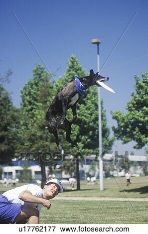 Stock Photo - Dog and Man playing Frisbee in Canine Frisbee Contest. Fotosearch
