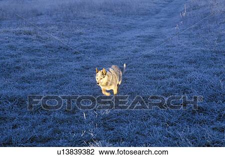 Stock Image - Dog running in field. Fotosearch