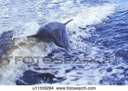 Picture - Dolphin playing in water. Fotosearch